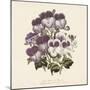 Pelargonium-Jo Starkey-Mounted Giclee Print