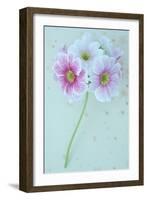 Pelargonium-Den Reader-Framed Photographic Print