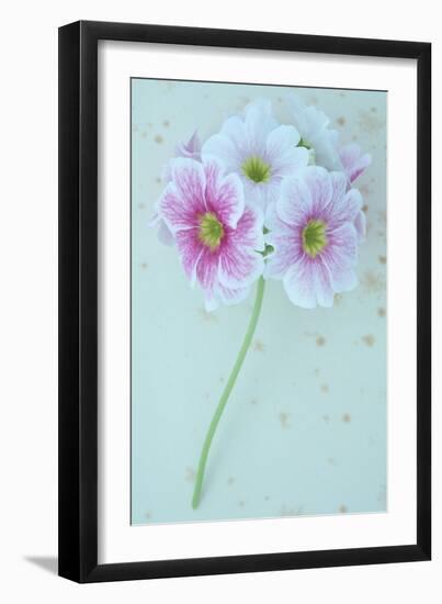 Pelargonium-Den Reader-Framed Photographic Print