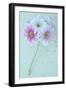 Pelargonium-Den Reader-Framed Photographic Print