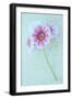 Pelargonium-Den Reader-Framed Photographic Print