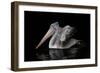 Pelecanus Philippensis-Natalia Rublina-Framed Giclee Print