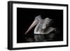 Pelecanus Philippensis-Natalia Rublina-Framed Giclee Print