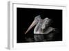 Pelecanus Philippensis-Natalia Rublina-Framed Giclee Print