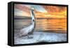 Pelican and Fire Sky-Robert Goldwitz-Framed Stretched Canvas