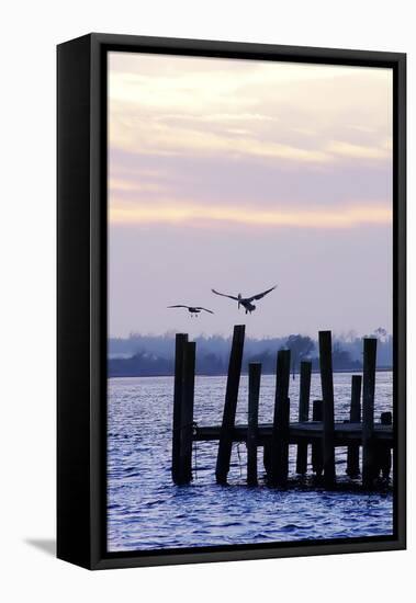 Pelican and Friend-Alan Hausenflock-Framed Stretched Canvas