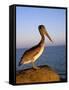 Pelican at Sunset, Sterns Wharf, Santa Barbara, California, USA-Savanah Stewart-Framed Stretched Canvas