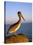 Pelican at Sunset, Sterns Wharf, Santa Barbara, California, USA-Savanah Stewart-Stretched Canvas