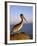 Pelican at Sunset, Sterns Wharf, Santa Barbara, California, USA-Savanah Stewart-Framed Photographic Print