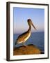 Pelican at Sunset, Sterns Wharf, Santa Barbara, California, USA-Savanah Stewart-Framed Photographic Print