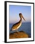 Pelican at Sunset, Sterns Wharf, Santa Barbara, California, USA-Savanah Stewart-Framed Photographic Print