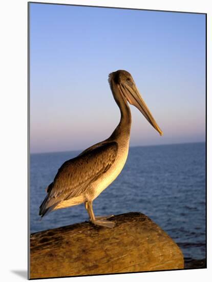 Pelican at Sunset, Sterns Wharf, Santa Barbara, California, USA-Savanah Stewart-Mounted Photographic Print