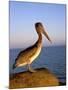 Pelican at Sunset, Sterns Wharf, Santa Barbara, California, USA-Savanah Stewart-Mounted Photographic Print