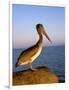 Pelican at Sunset, Sterns Wharf, Santa Barbara, California, USA-Savanah Stewart-Framed Photographic Print