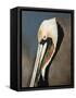 Pelican Bay-Sydney Edmunds-Framed Stretched Canvas