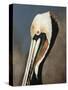 Pelican Bay-Sydney Edmunds-Stretched Canvas