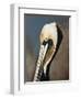 Pelican Bay-Sydney Edmunds-Framed Giclee Print