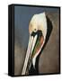 Pelican Bay-Sydney Edmunds-Framed Stretched Canvas