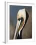 Pelican Bay-Sydney Edmunds-Framed Giclee Print