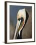 Pelican Bay-Sydney Edmunds-Framed Giclee Print