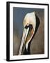 Pelican Bay-Sydney Edmunds-Framed Giclee Print