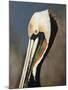 Pelican Bay-Sydney Edmunds-Mounted Giclee Print