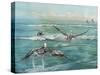 Pelican Beach-Bruce Nawrocke-Stretched Canvas