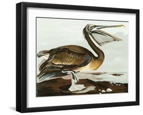 Pelican by the Bay-Stellar Design Studio-Framed Art Print