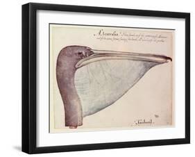 Pelican, C.1590-John White-Framed Giclee Print