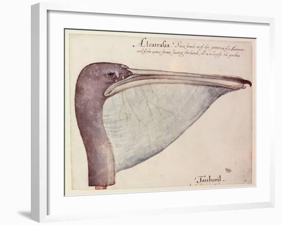 Pelican, C.1590-John White-Framed Giclee Print