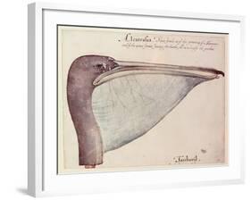 Pelican, C.1590-John White-Framed Giclee Print