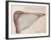 Pelican, C.1590-John White-Framed Giclee Print