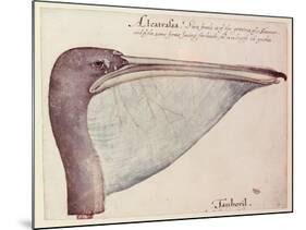 Pelican, C.1590-John White-Mounted Giclee Print