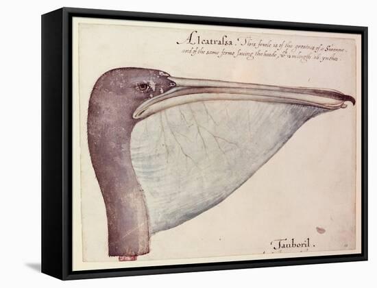 Pelican, C.1590-John White-Framed Stretched Canvas