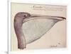 Pelican, C.1590-John White-Framed Giclee Print