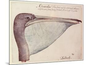 Pelican, C.1590-John White-Mounted Giclee Print