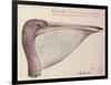 Pelican, C.1590-John White-Framed Giclee Print