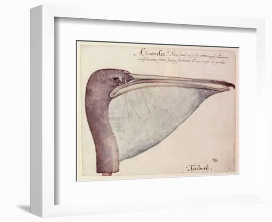 Pelican, C.1590-John White-Framed Giclee Print