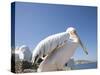 Pelican, Chora, Mykonos, Cyclades, Greek Islands, Greece, Europe-Angelo Cavalli-Stretched Canvas