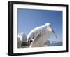 Pelican, Chora, Mykonos, Cyclades, Greek Islands, Greece, Europe-Angelo Cavalli-Framed Photographic Print