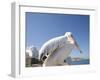 Pelican, Chora, Mykonos, Cyclades, Greek Islands, Greece, Europe-Angelo Cavalli-Framed Photographic Print