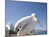 Pelican, Chora, Mykonos, Cyclades, Greek Islands, Greece, Europe-Angelo Cavalli-Mounted Photographic Print