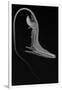 Pelican Eel-Sandra J. Raredon-Framed Art Print