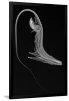 Pelican Eel-Sandra J. Raredon-Framed Art Print