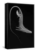 Pelican Eel-Sandra J. Raredon-Framed Stretched Canvas