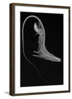 Pelican Eel-Sandra J. Raredon-Framed Art Print