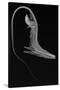 Pelican Eel-Sandra J. Raredon-Stretched Canvas