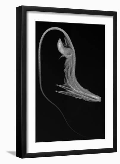 Pelican Eel-Sandra J. Raredon-Framed Art Print