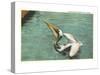 Pelican, Florida-null-Stretched Canvas