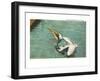 Pelican, Florida-null-Framed Art Print